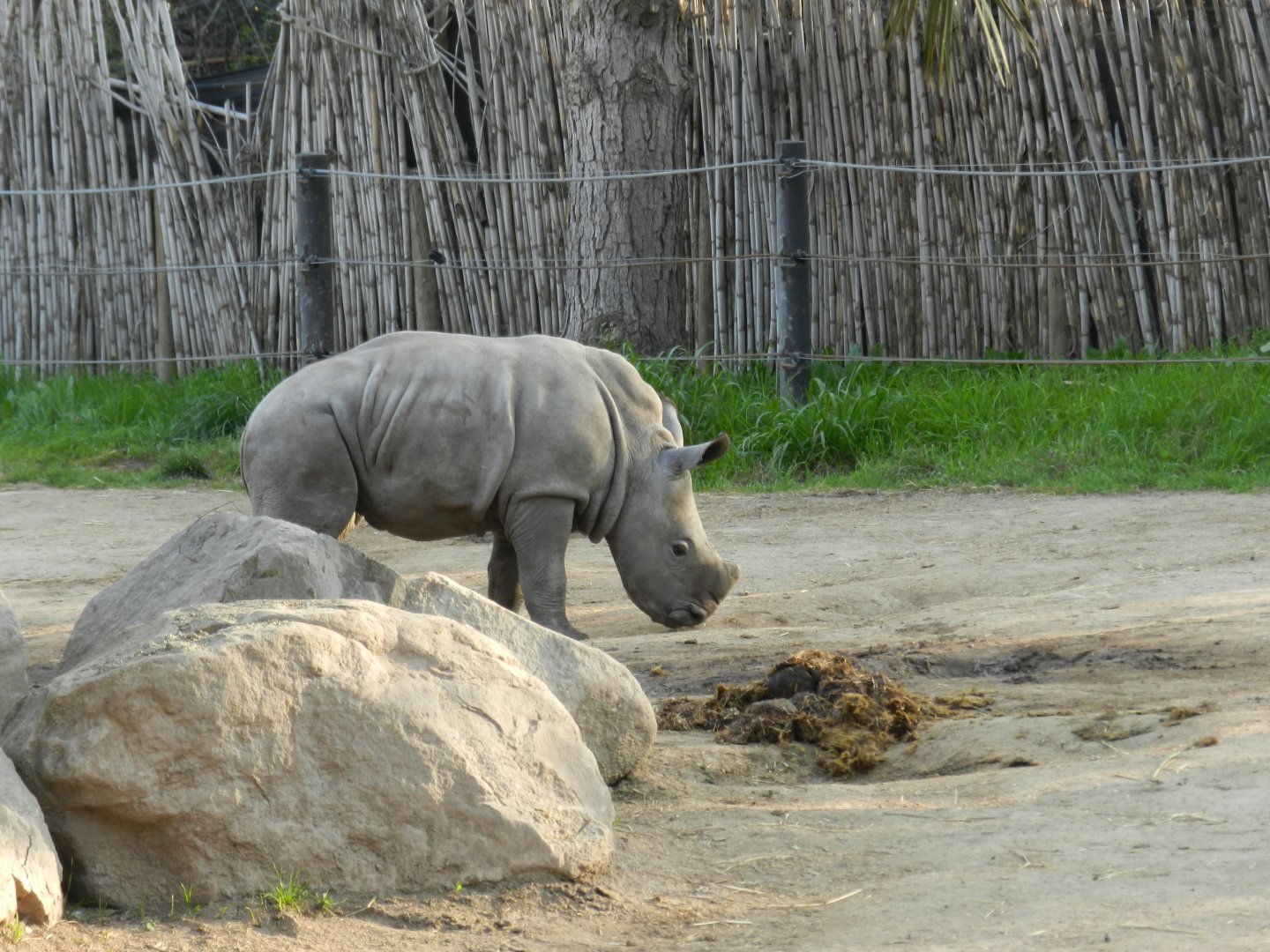 Baby southern white rhino - Buin zoo