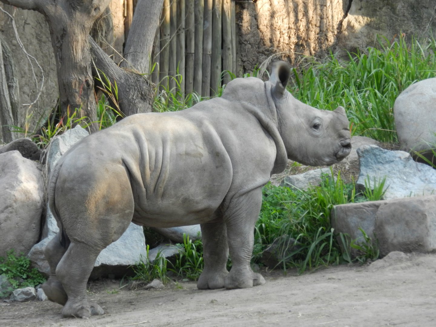 Baby southern white rhino - Buin zoo