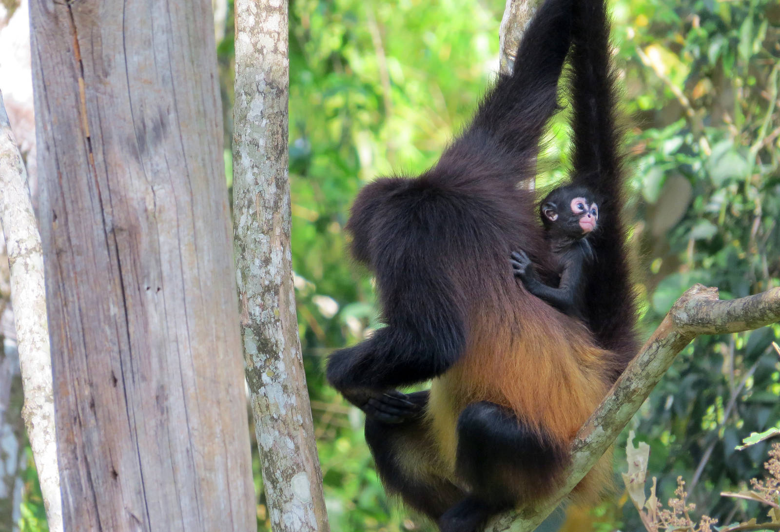 Baby Spider Monkey Born in Aluxes