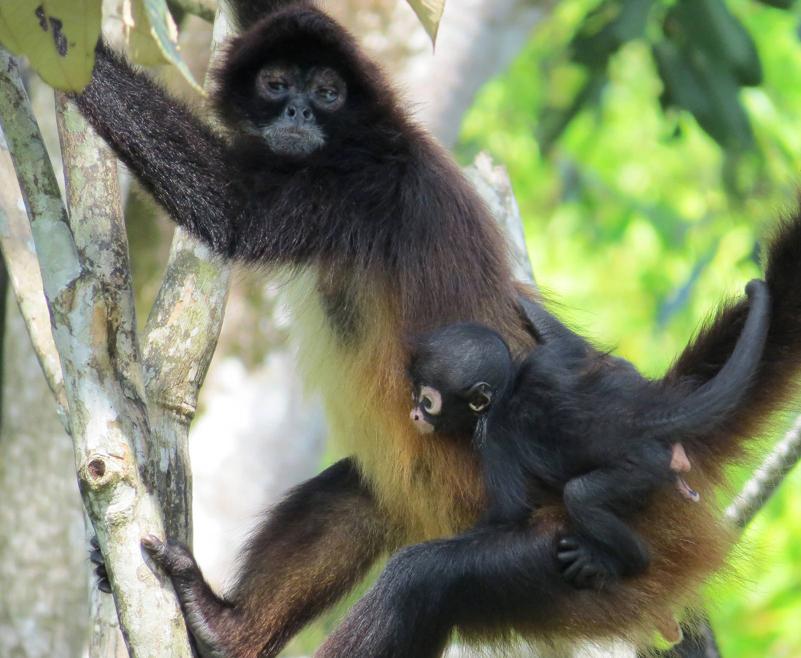 Baby Spider Monkey Born in Aluxes