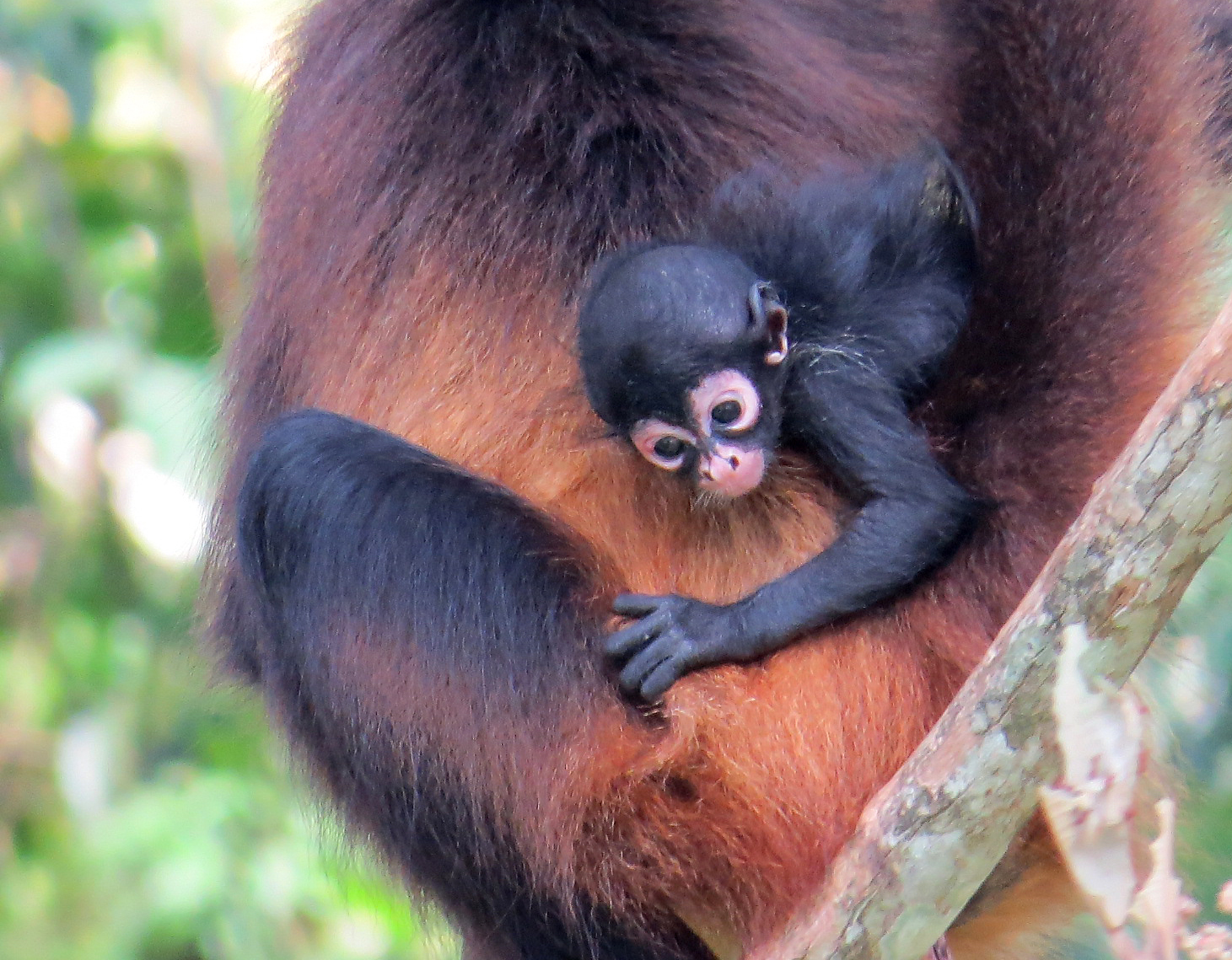 Baby Spider Monkey Born in Aluxes