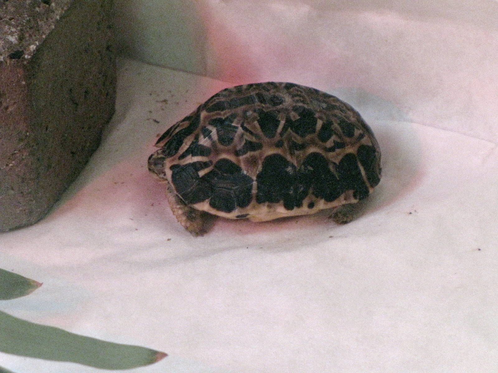 Baby Spider Tortoise?