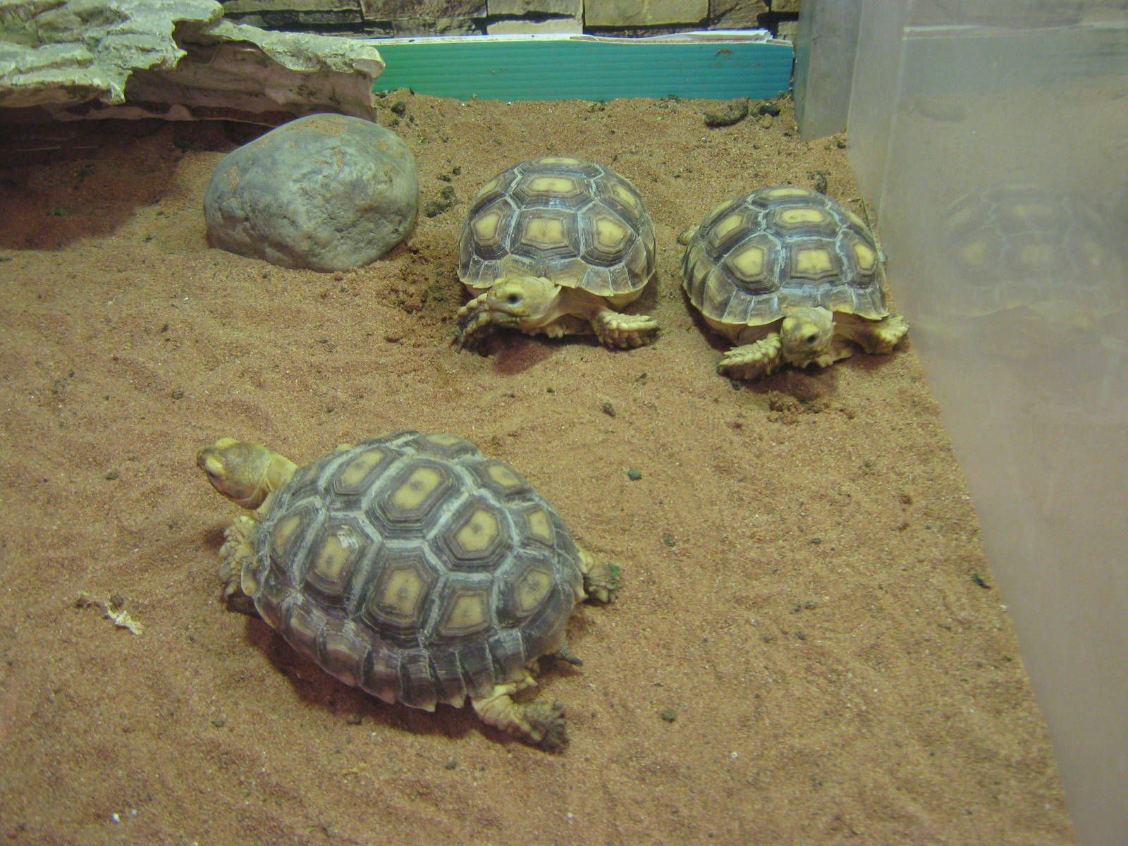 baby spurred tortoises (Geochelone sulcata)
