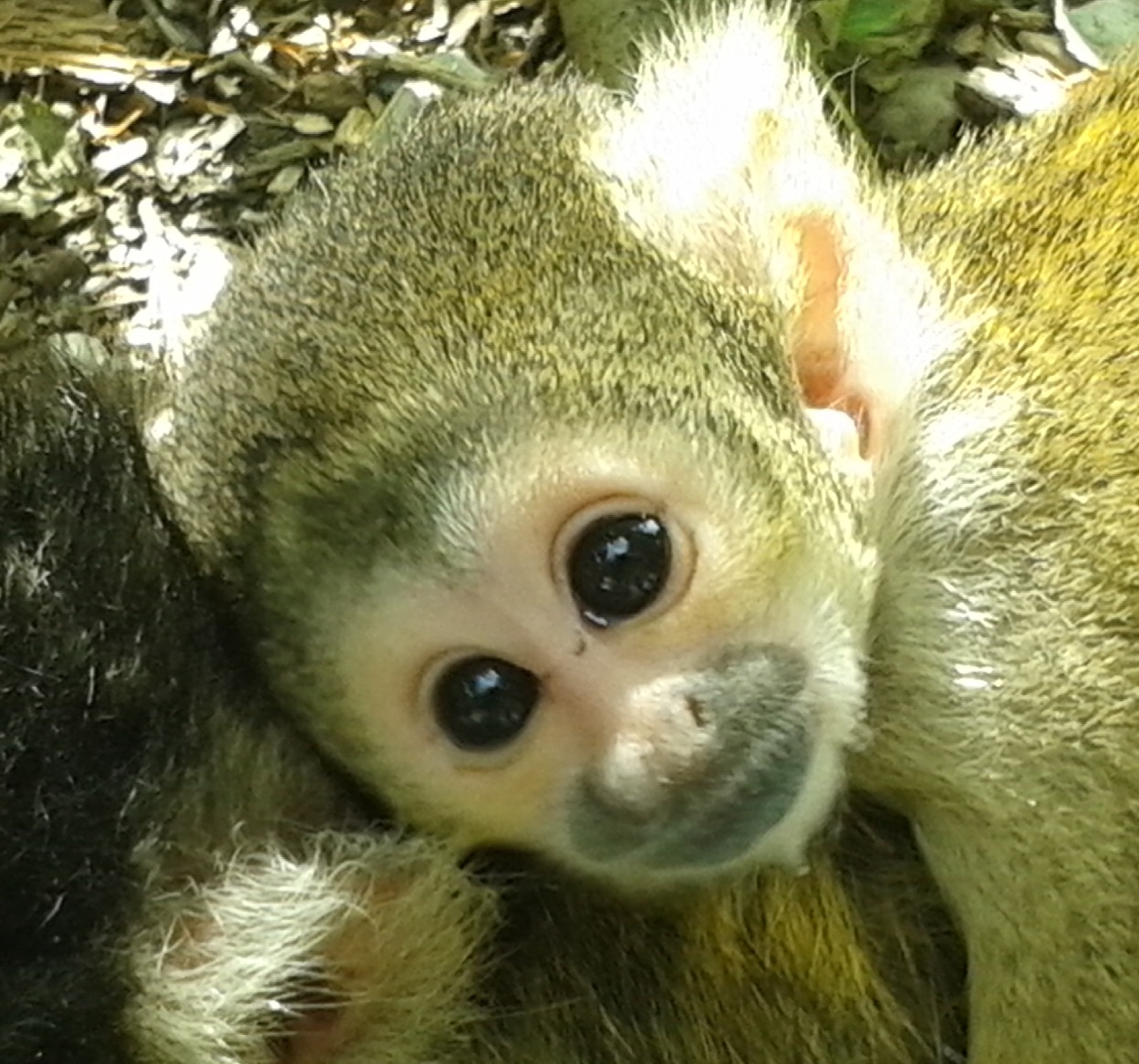 Baby squirel monkey