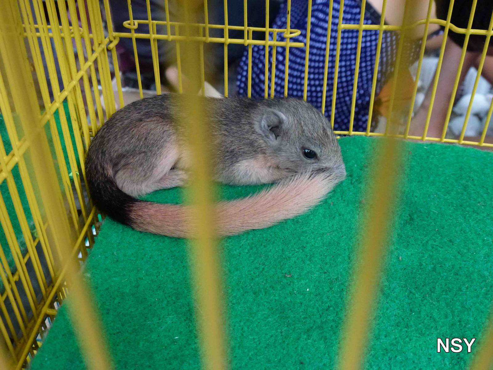 Baby squirrel - Chatuchak market, June 2013.