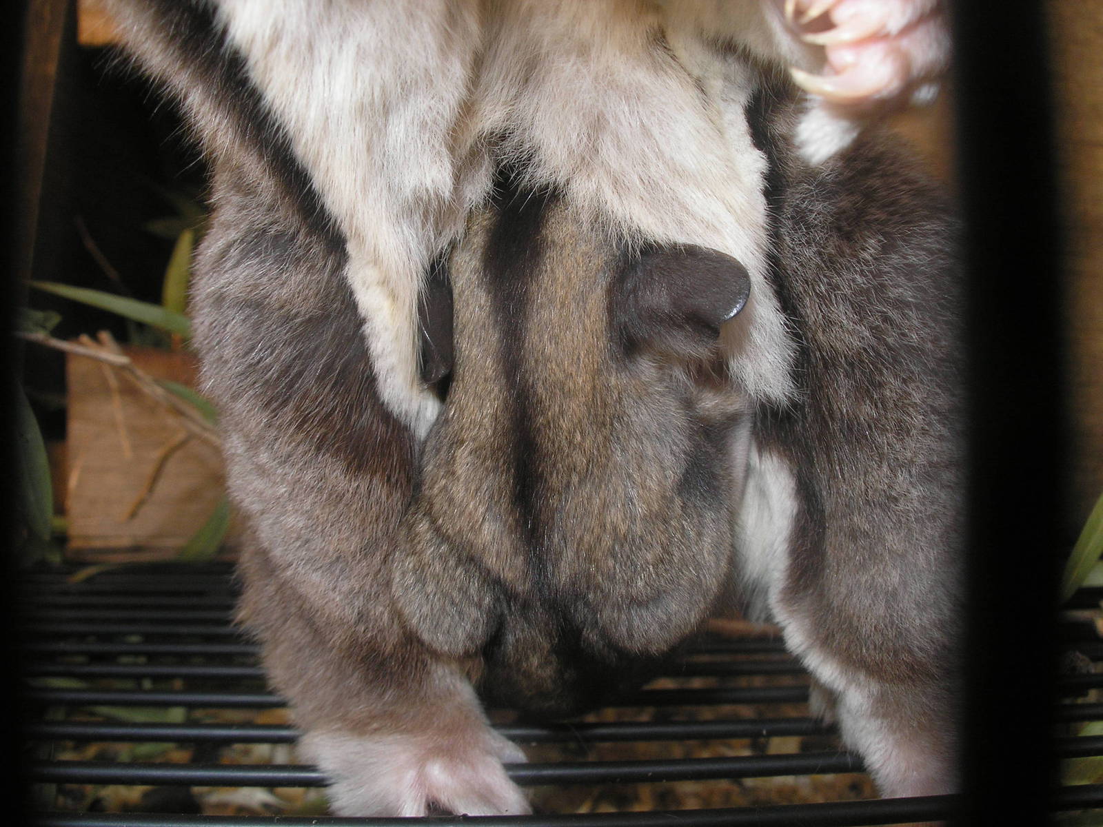 Baby squirrel Glider