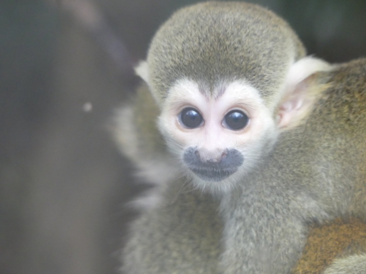 Baby Squirrel Monkey - 21.10.24