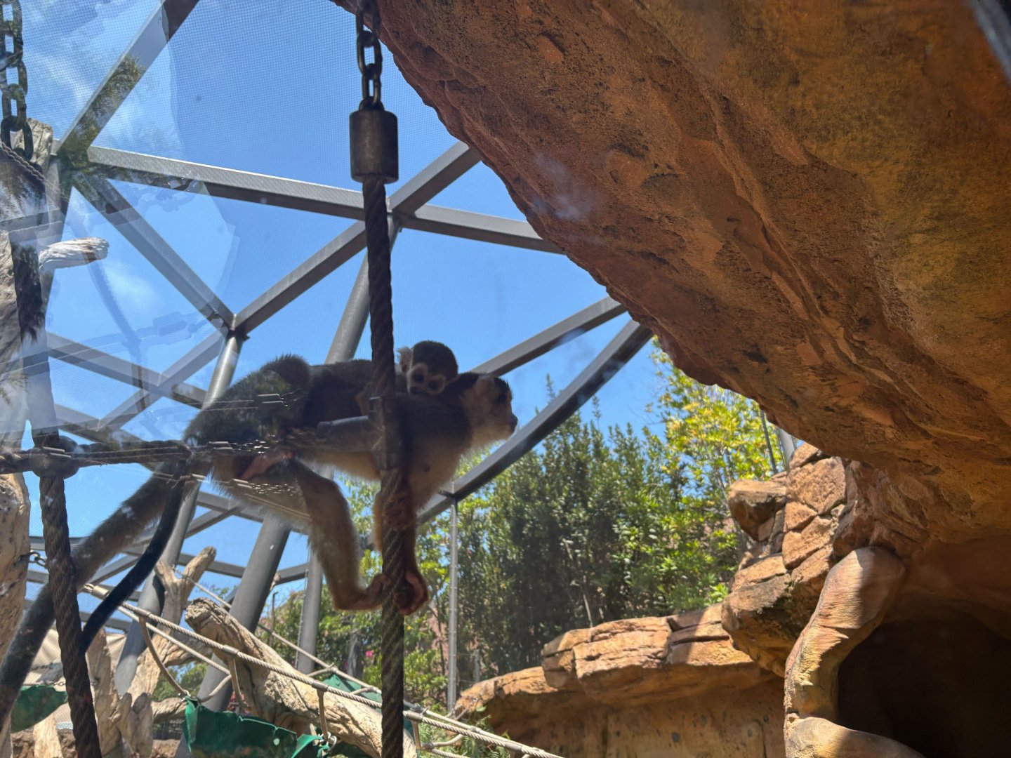 Baby Squirrel Monkey - Born 7/10