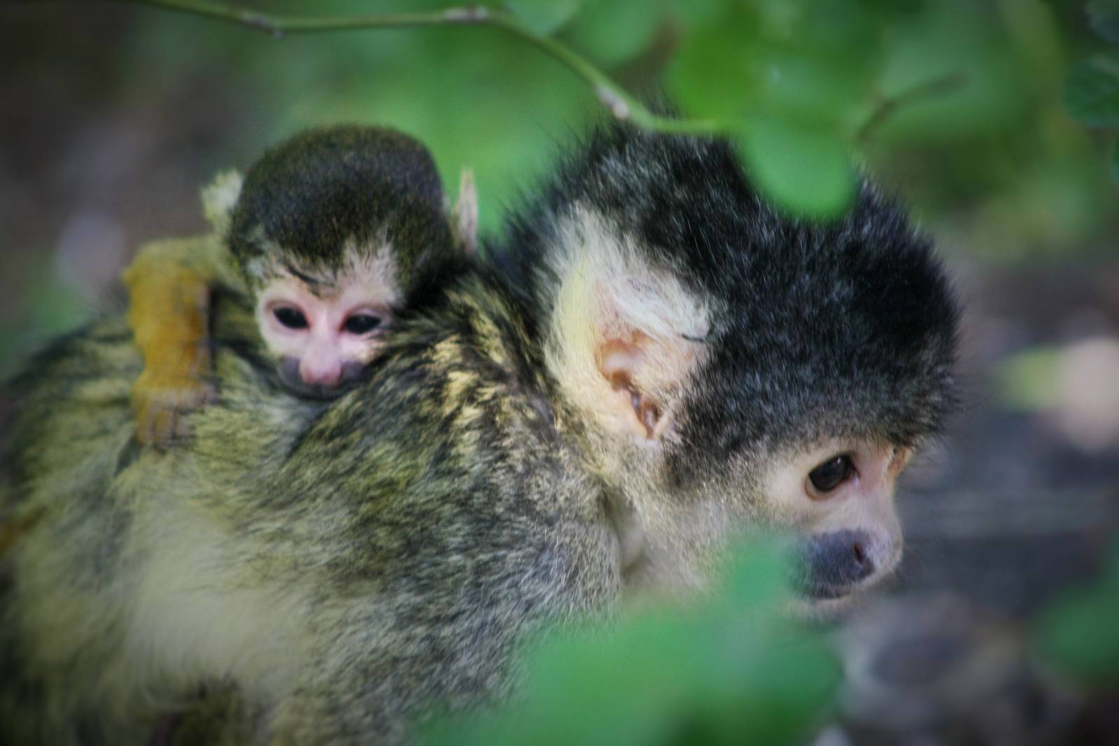 Baby Squirrel Monkey - just hours old!!