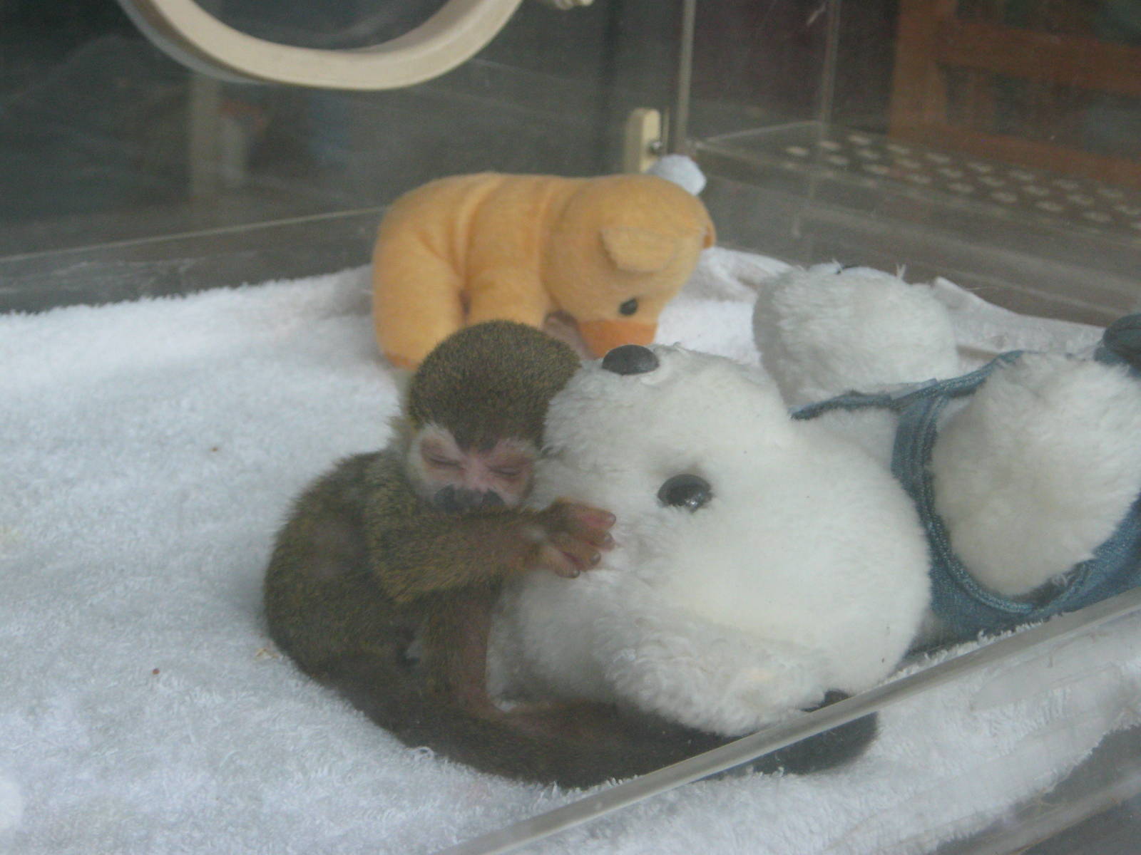 baby squirrel monkey