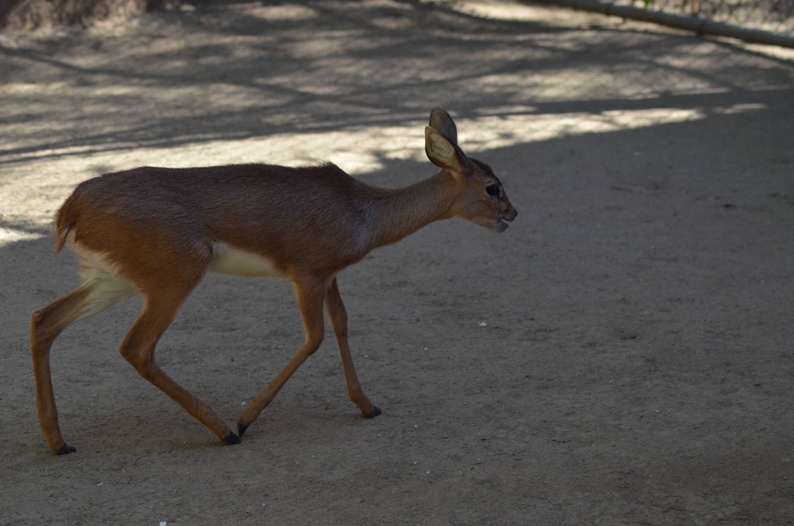 Baby Steenbok