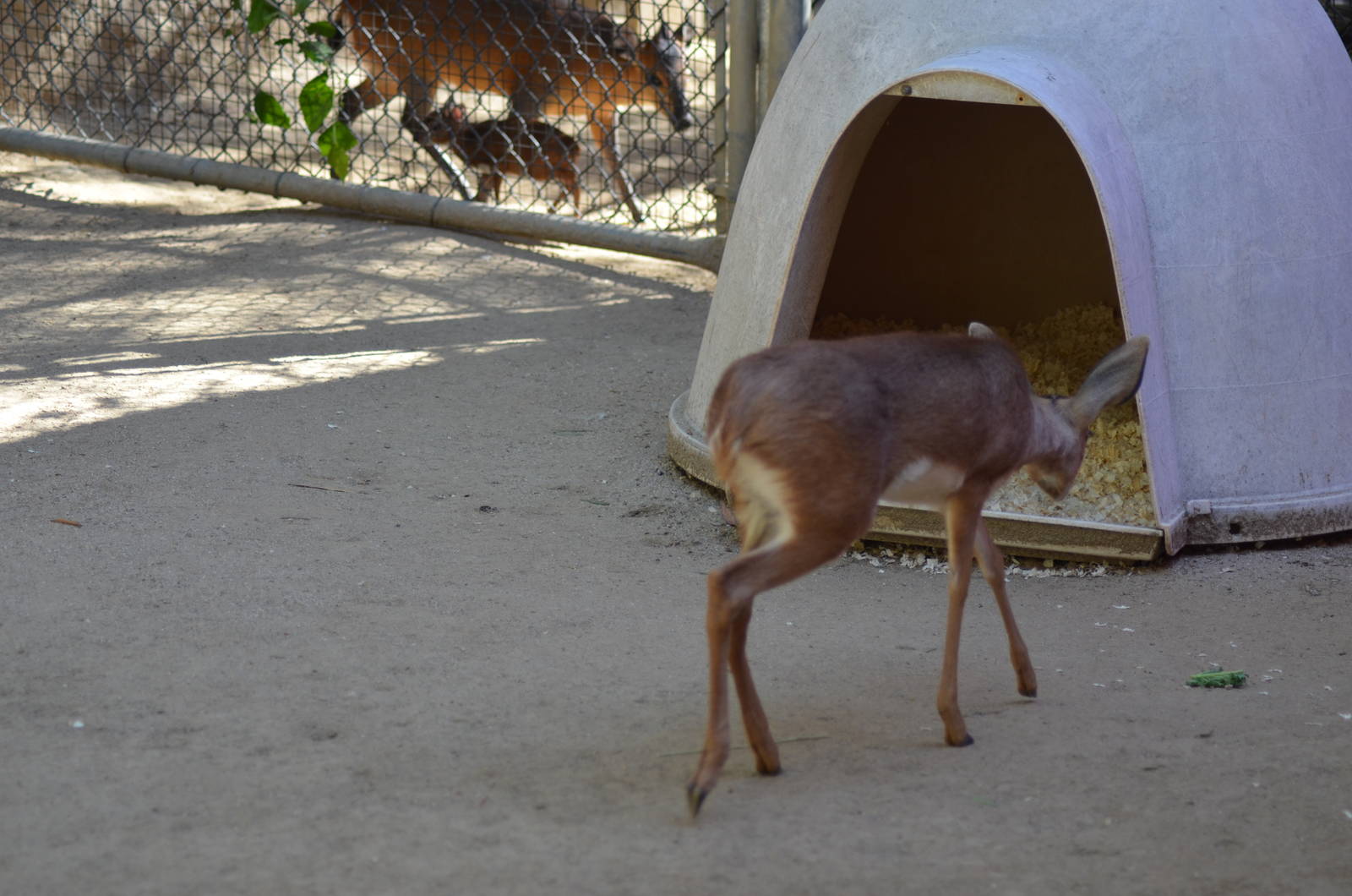 Baby Steenbok