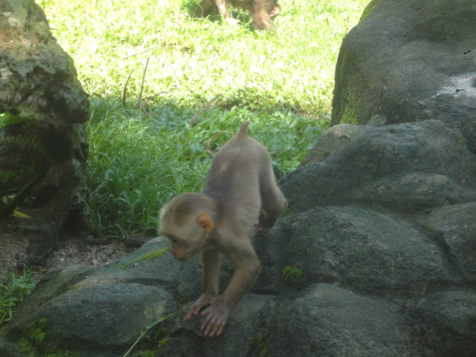 Baby Stump Tailed Macaque