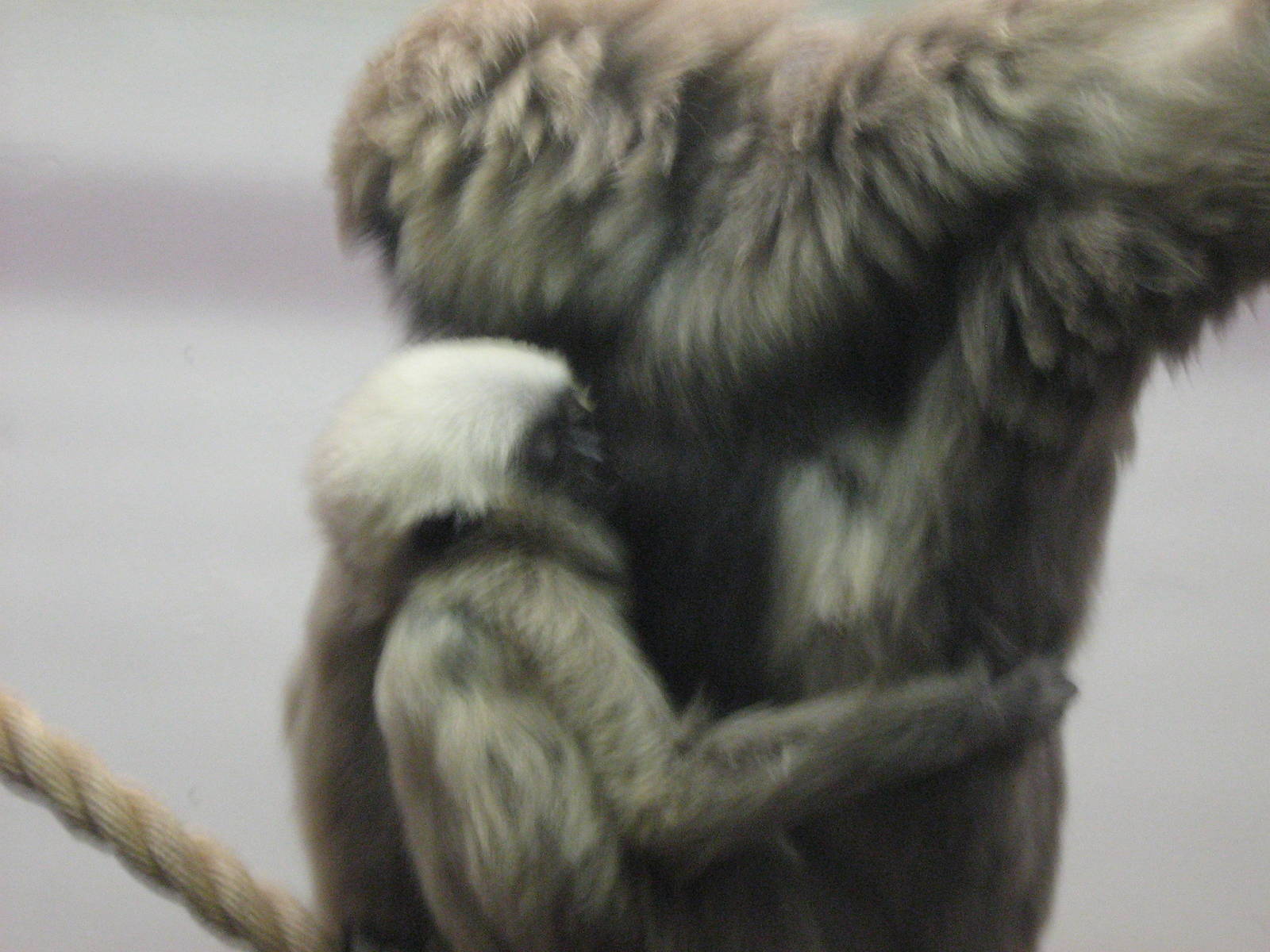 Baby suckling off Ivy.