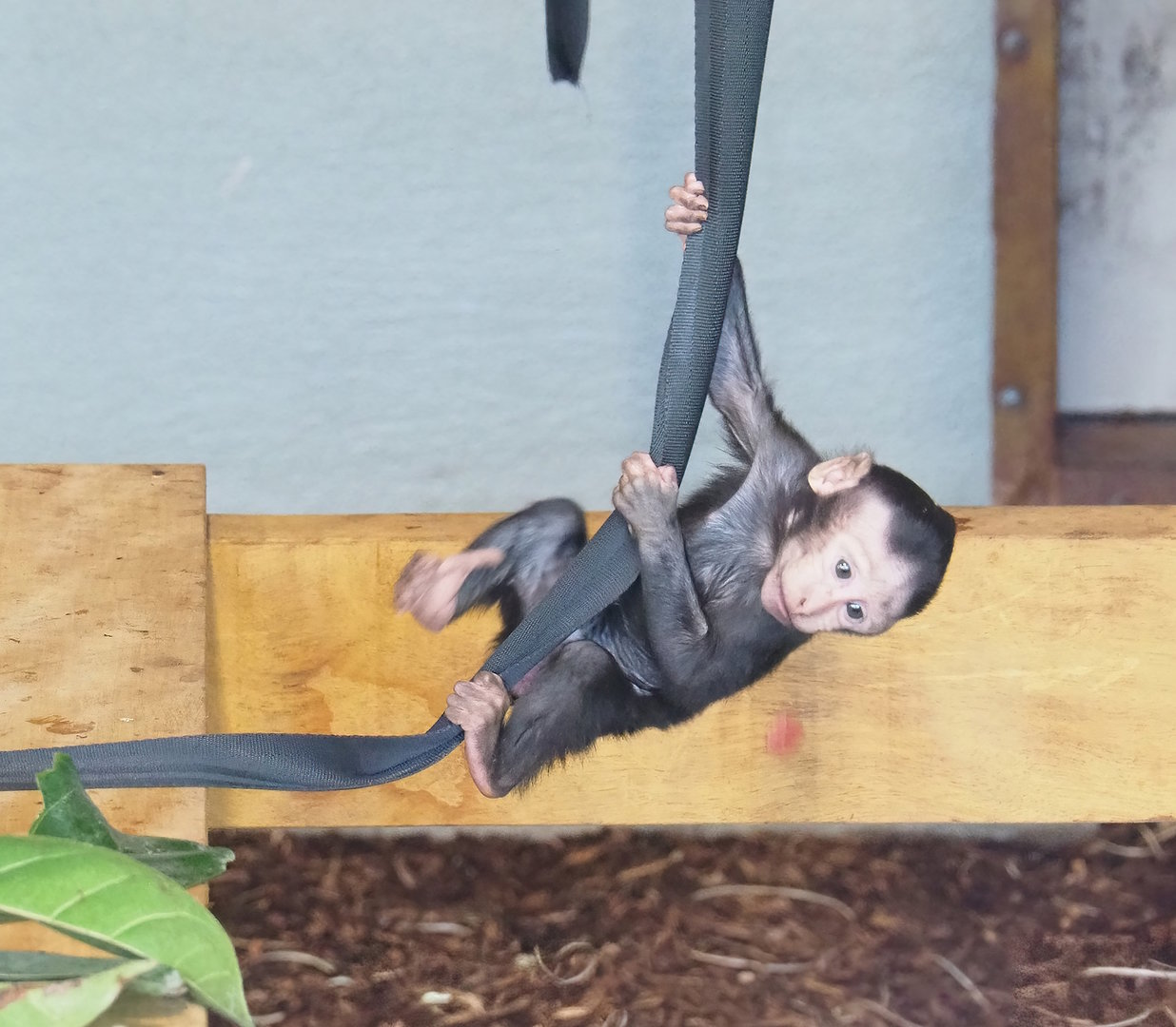 Baby Sulawesi crested macaque (Macaca nigra), 2023-07-26