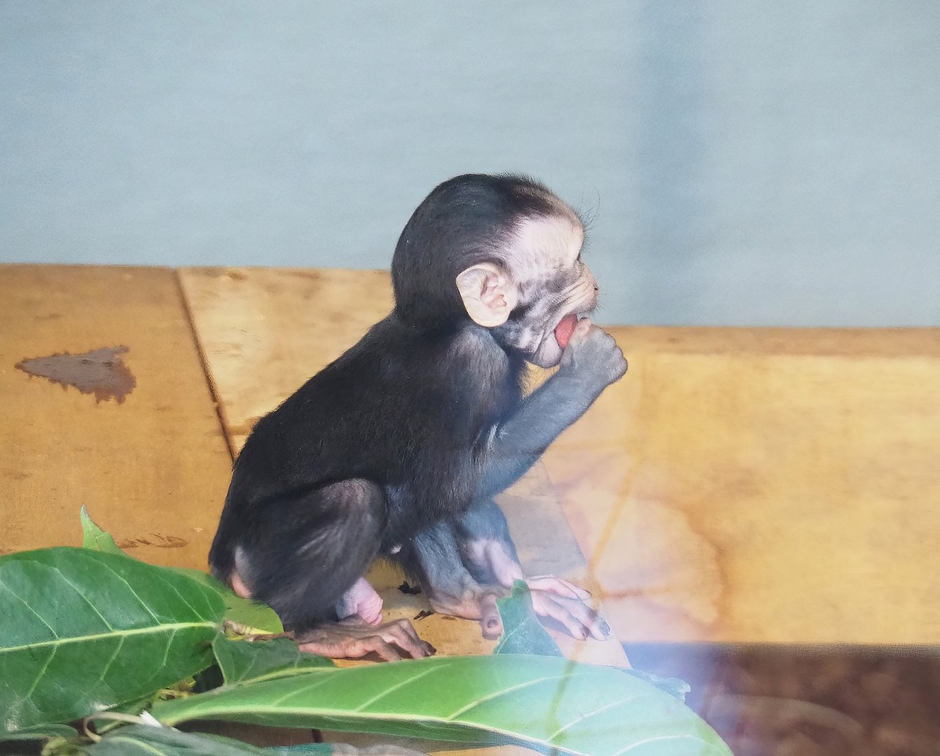 Baby Sulawesi crested macaque (Macaca nigra), 2023-07-26