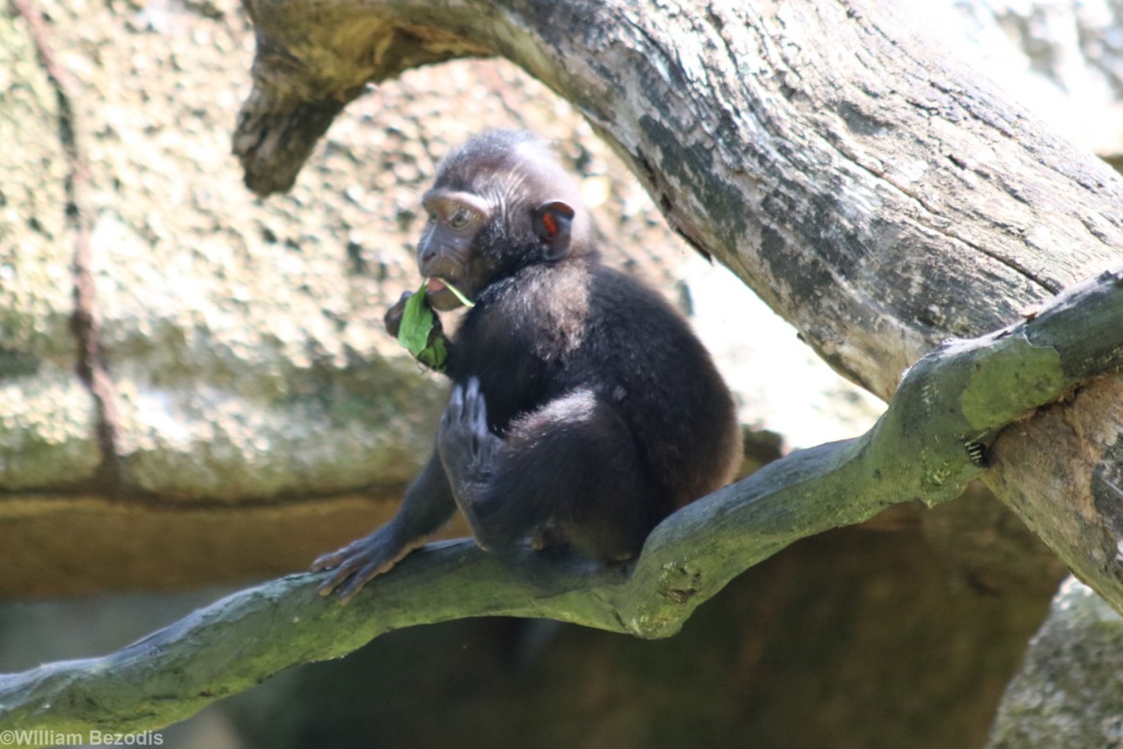 Baby Sulawesi Crested Macaque