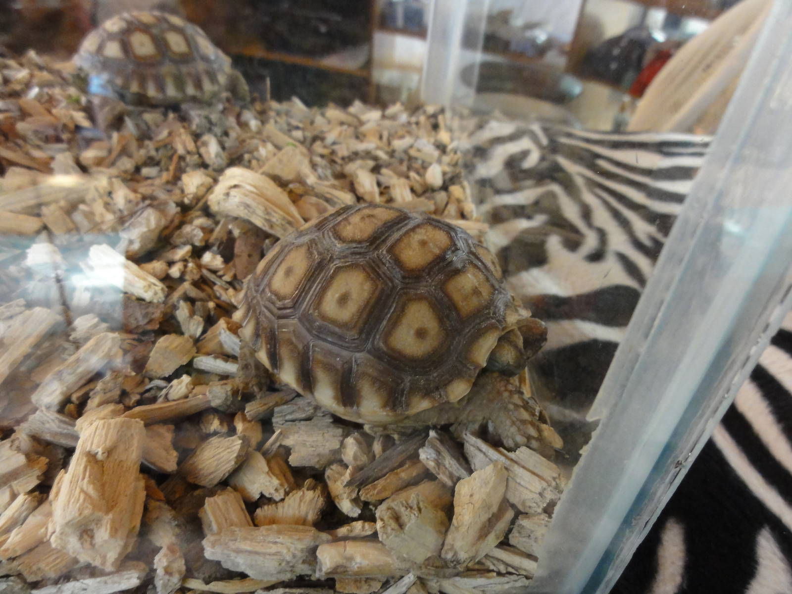 Baby Sulcata Tortoises - in aquarium in shop