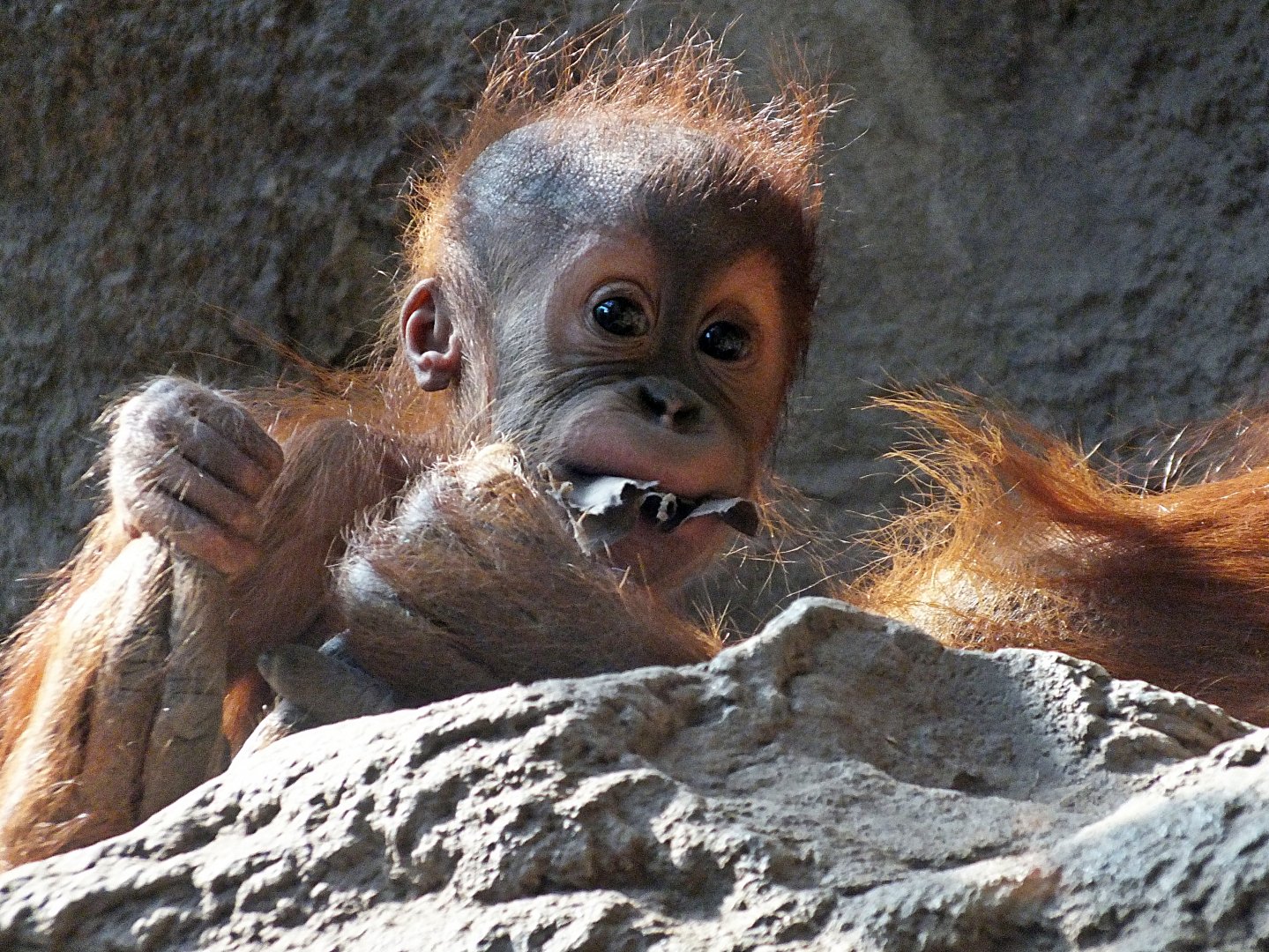 Baby Sumatran orang-utan