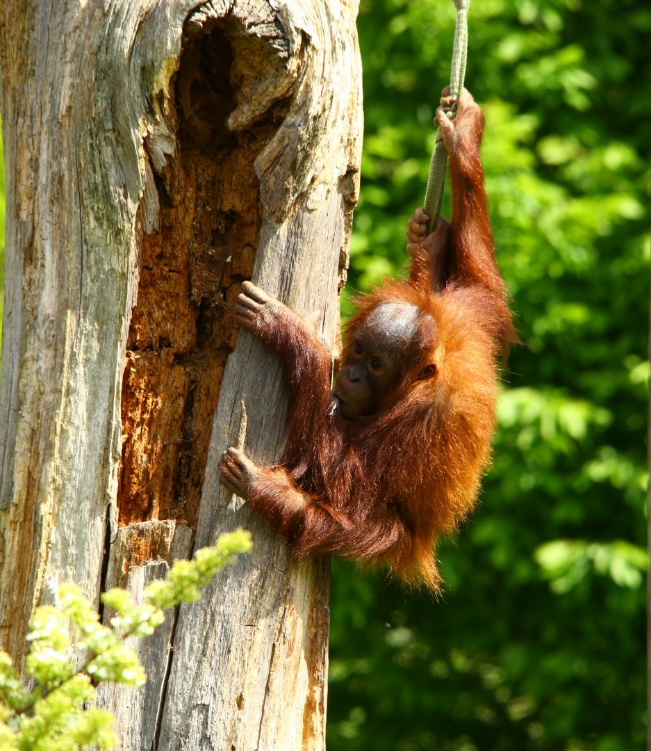 Baby Sumatran Orang