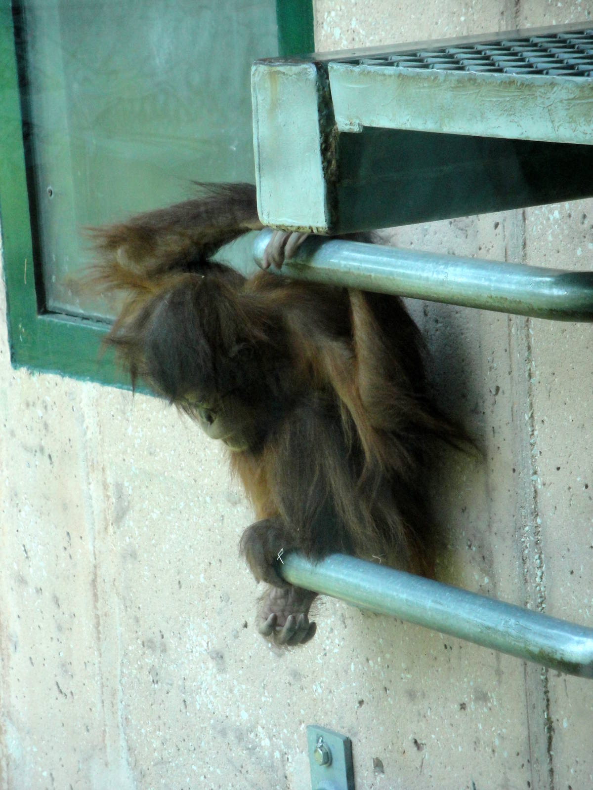 Baby Sumatran Orangutan "Batu"