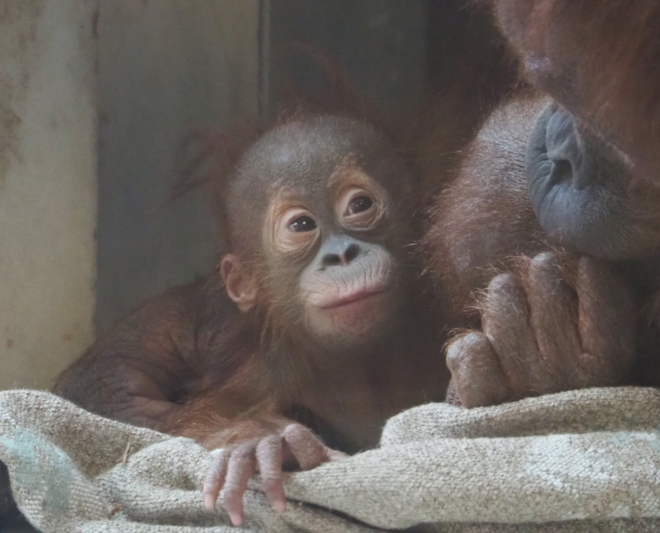 Baby Sumatran orangutan (Pongo abelii), 2021-09-02