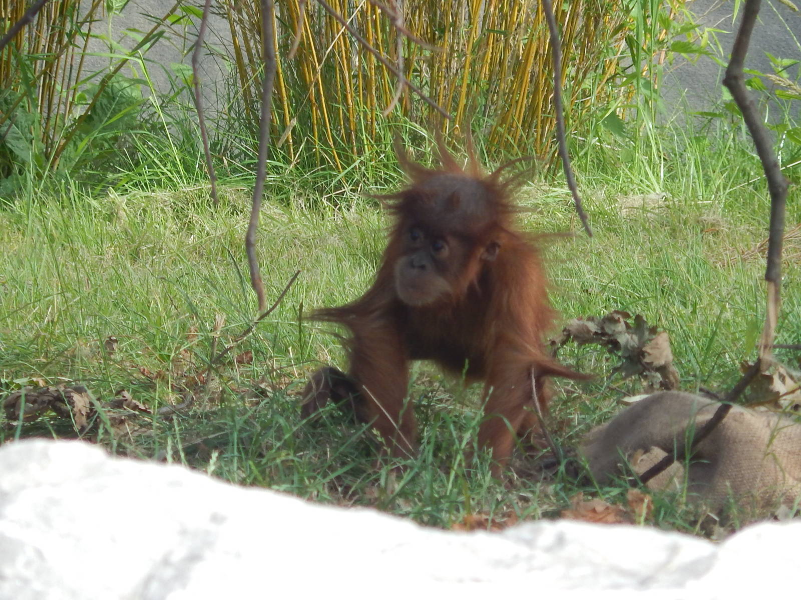 Baby Sumatran Orangutan