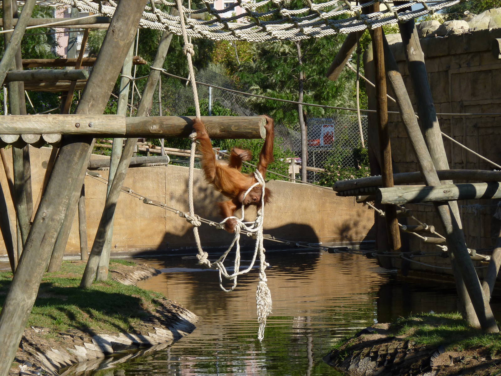 Baby Sumatran Orangutan