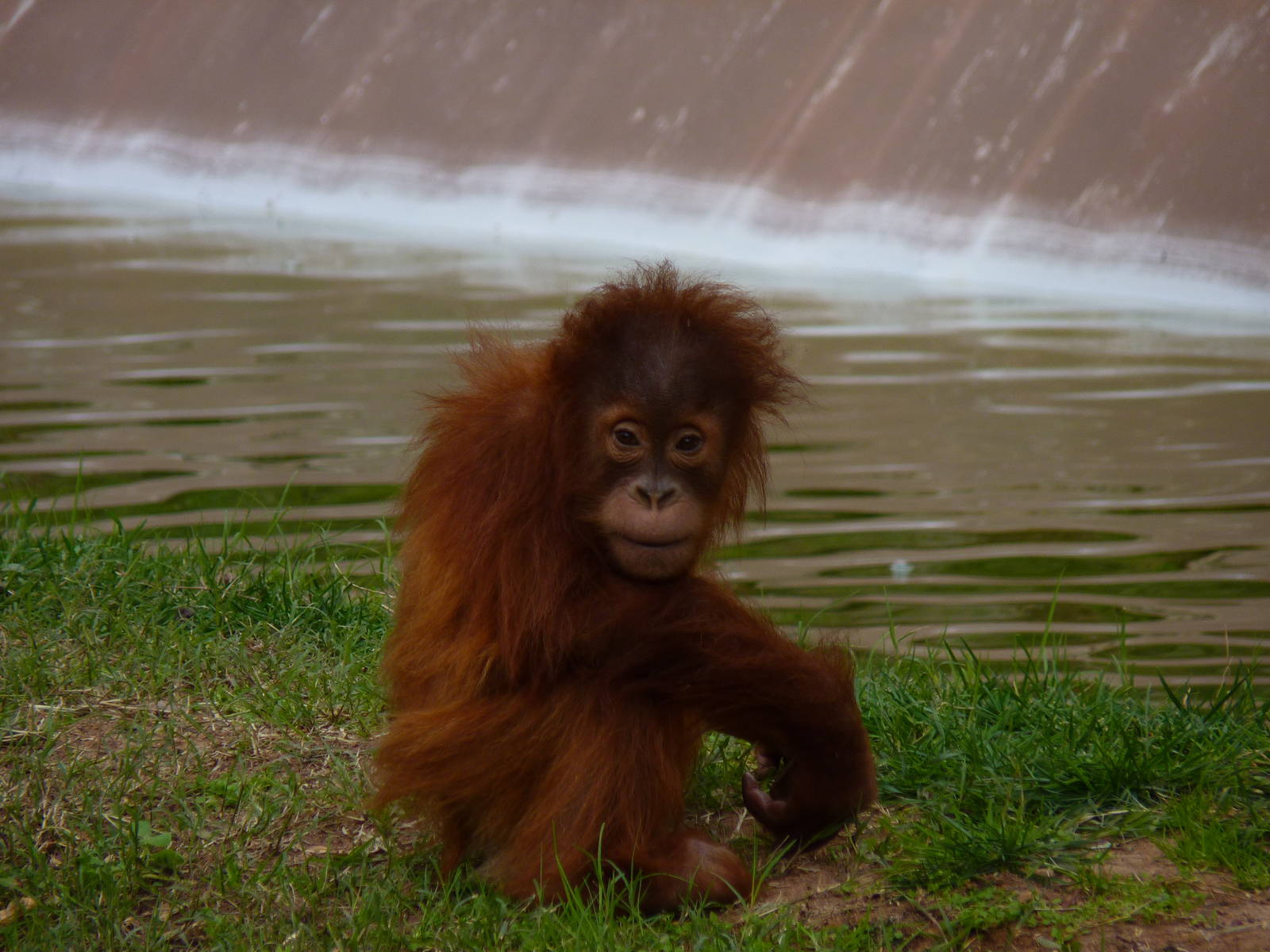 Baby Sumatran Orangutan