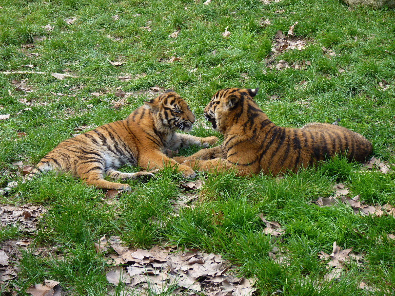Baby Sumatran Tiger (2 of them)