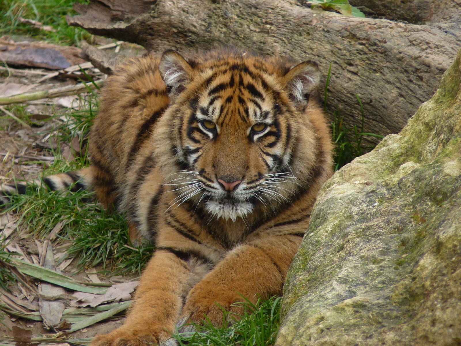 Baby Sumatran Tiger