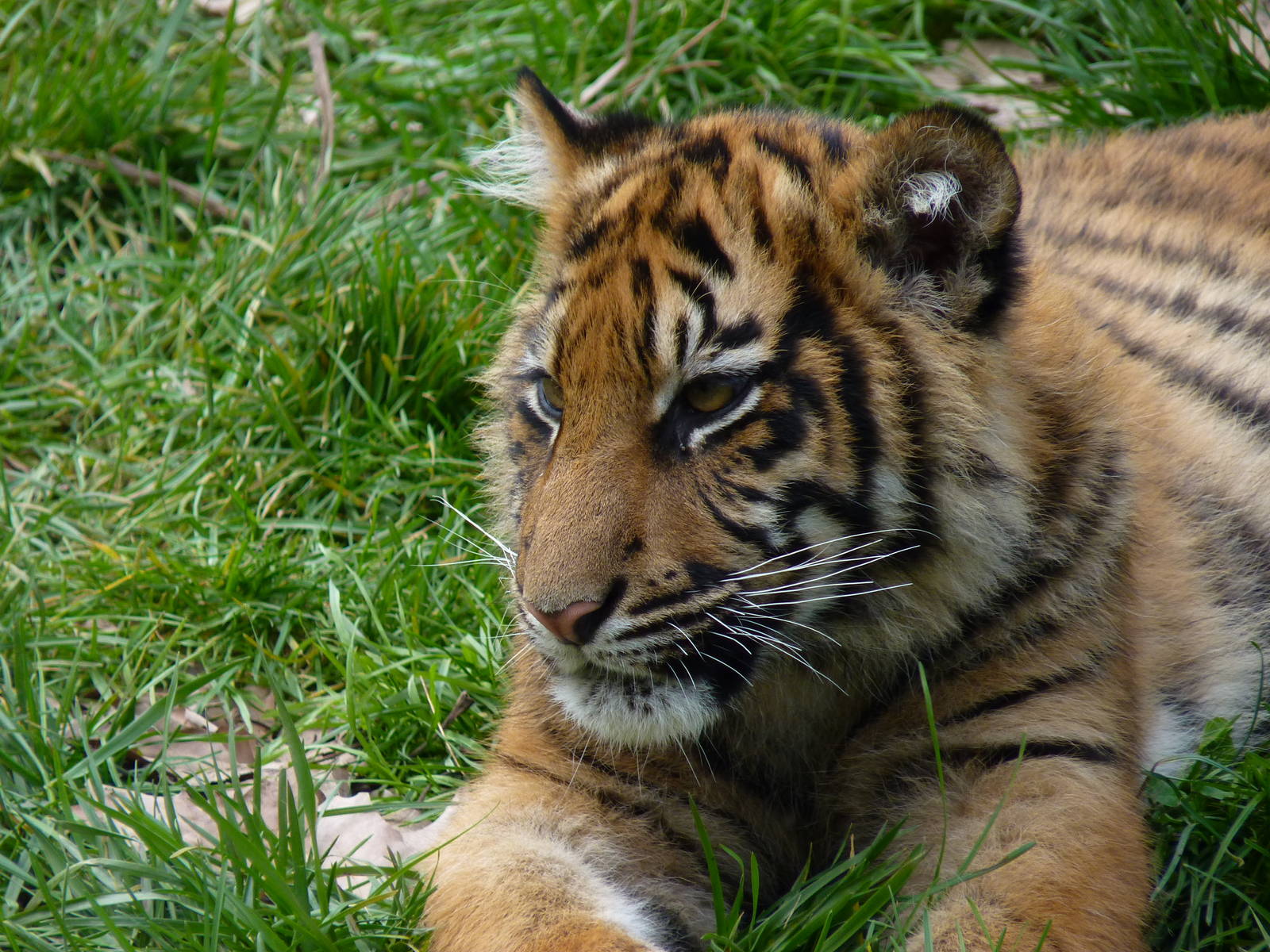 Baby Sumatran Tiger