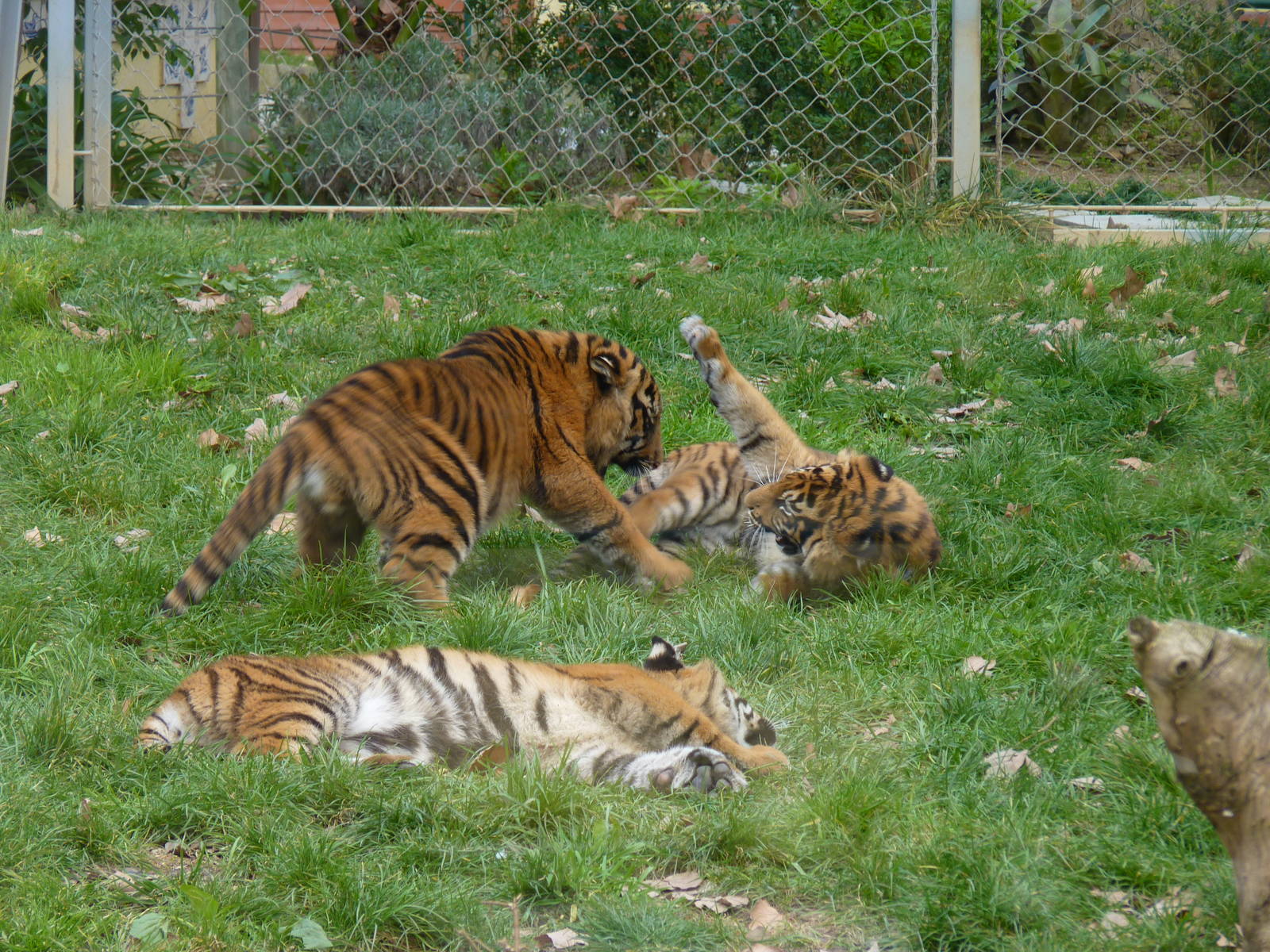 Baby Sumatran Tigers (all 3)