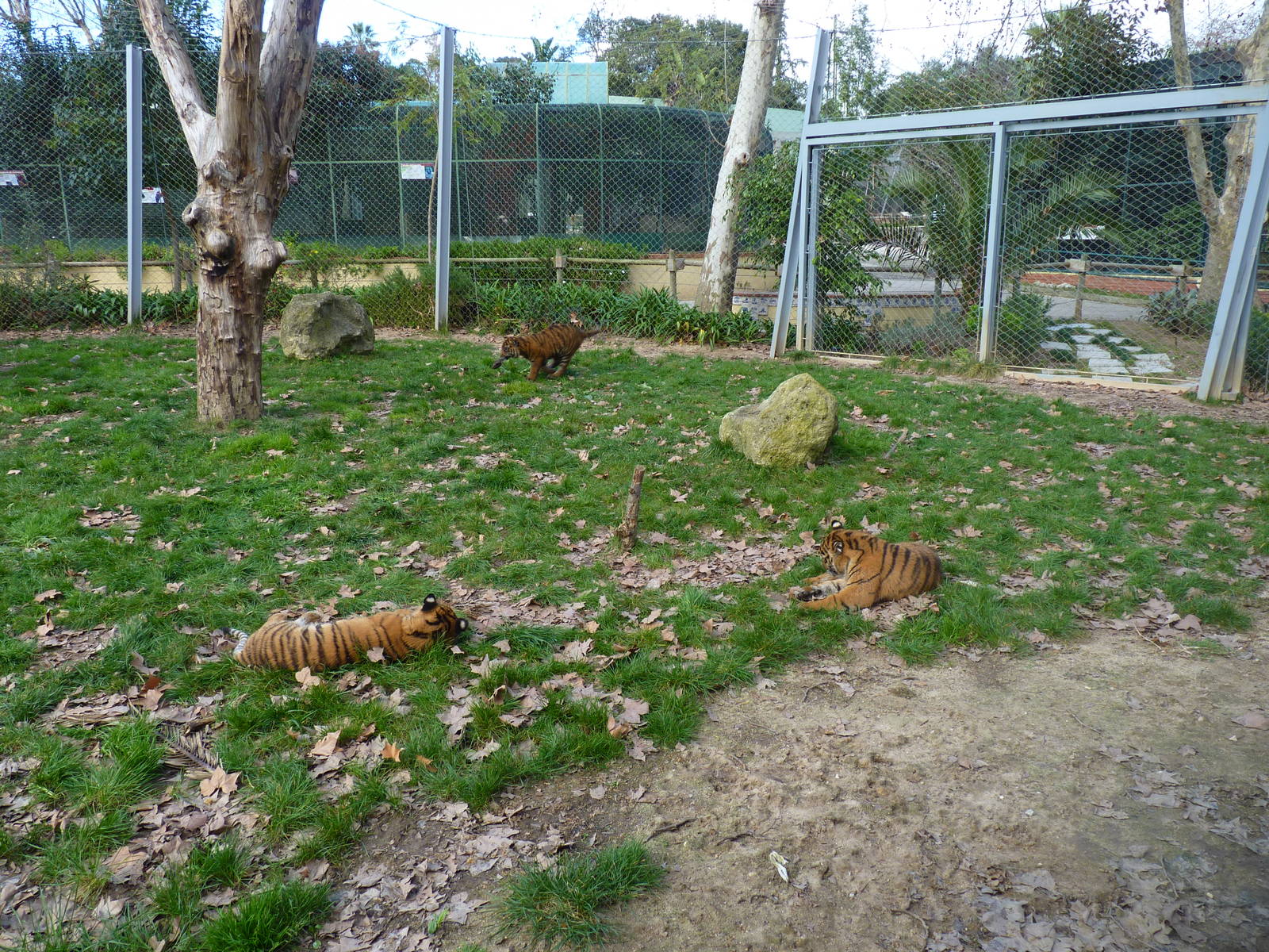 Baby Sumatran Tigers (all 3)