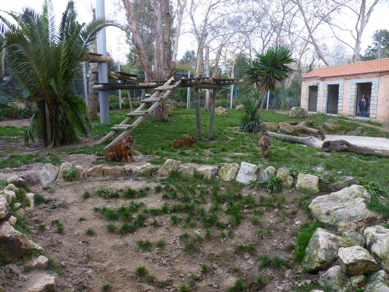 Baby Sumatran Tigers (all 3)