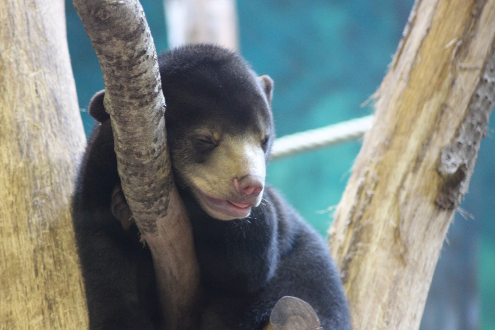 Baby Sun Bear