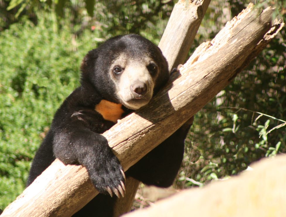Baby sun bear
