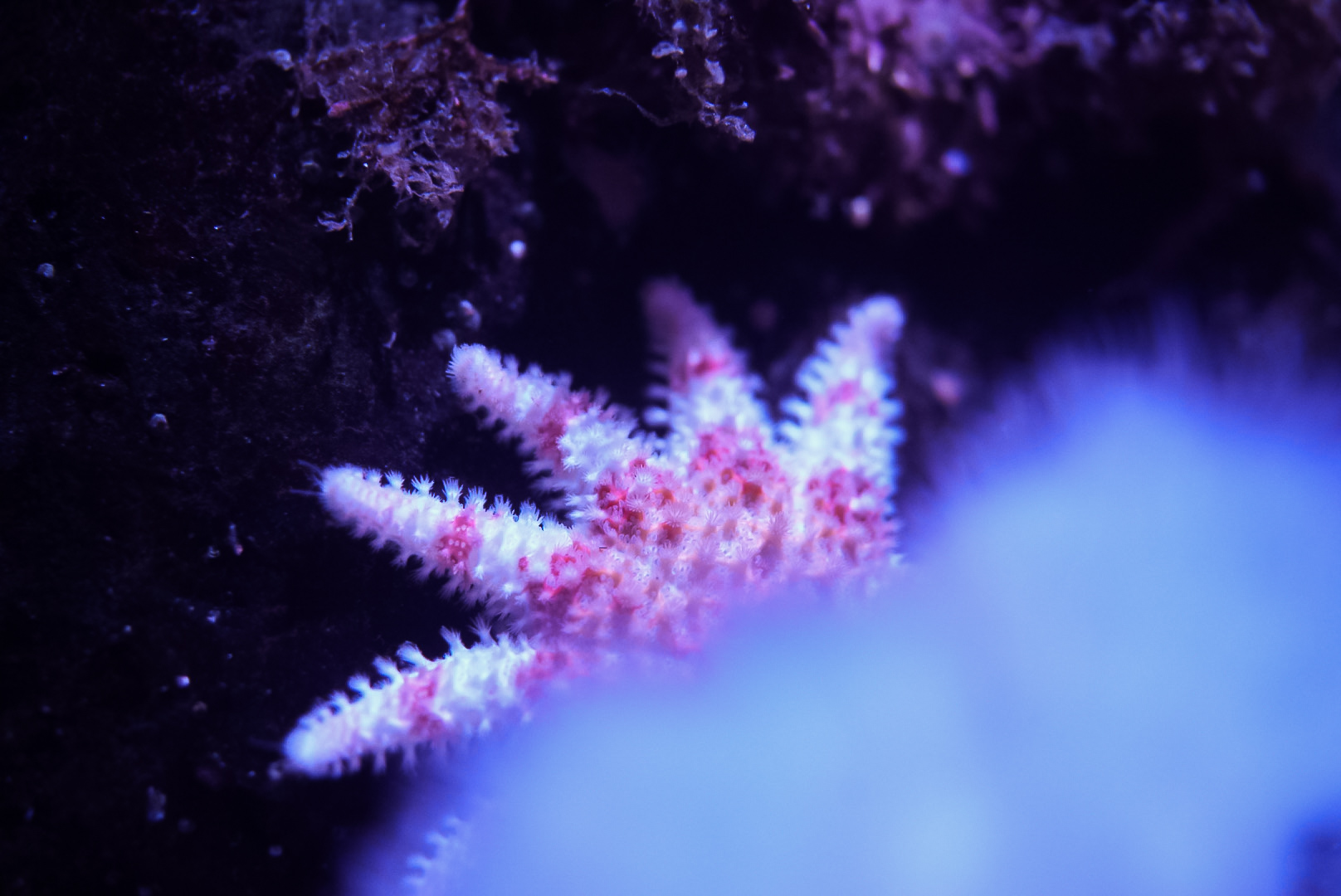 Baby Sunflower Sea Star