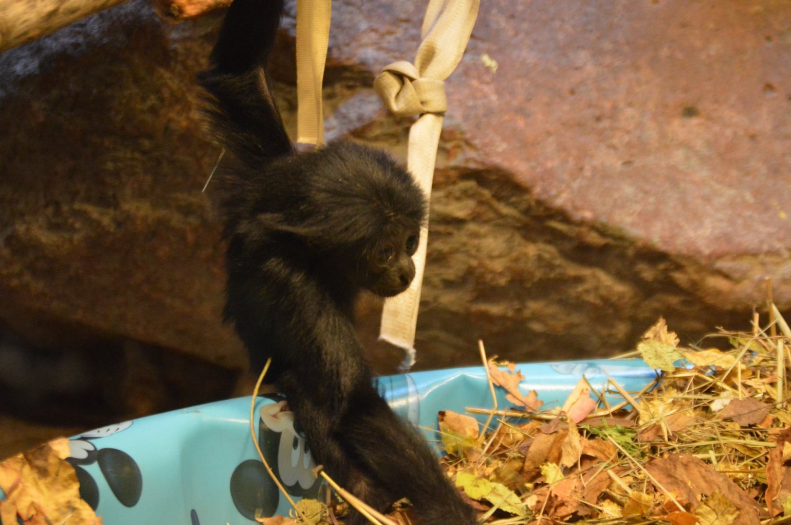 Baby Symphalangus syndactylus