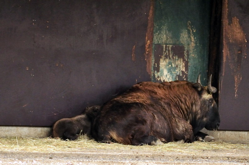 Baby-takin at munich