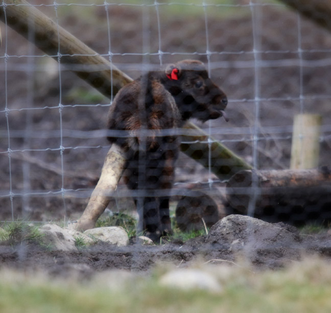 baby takin in leg cast