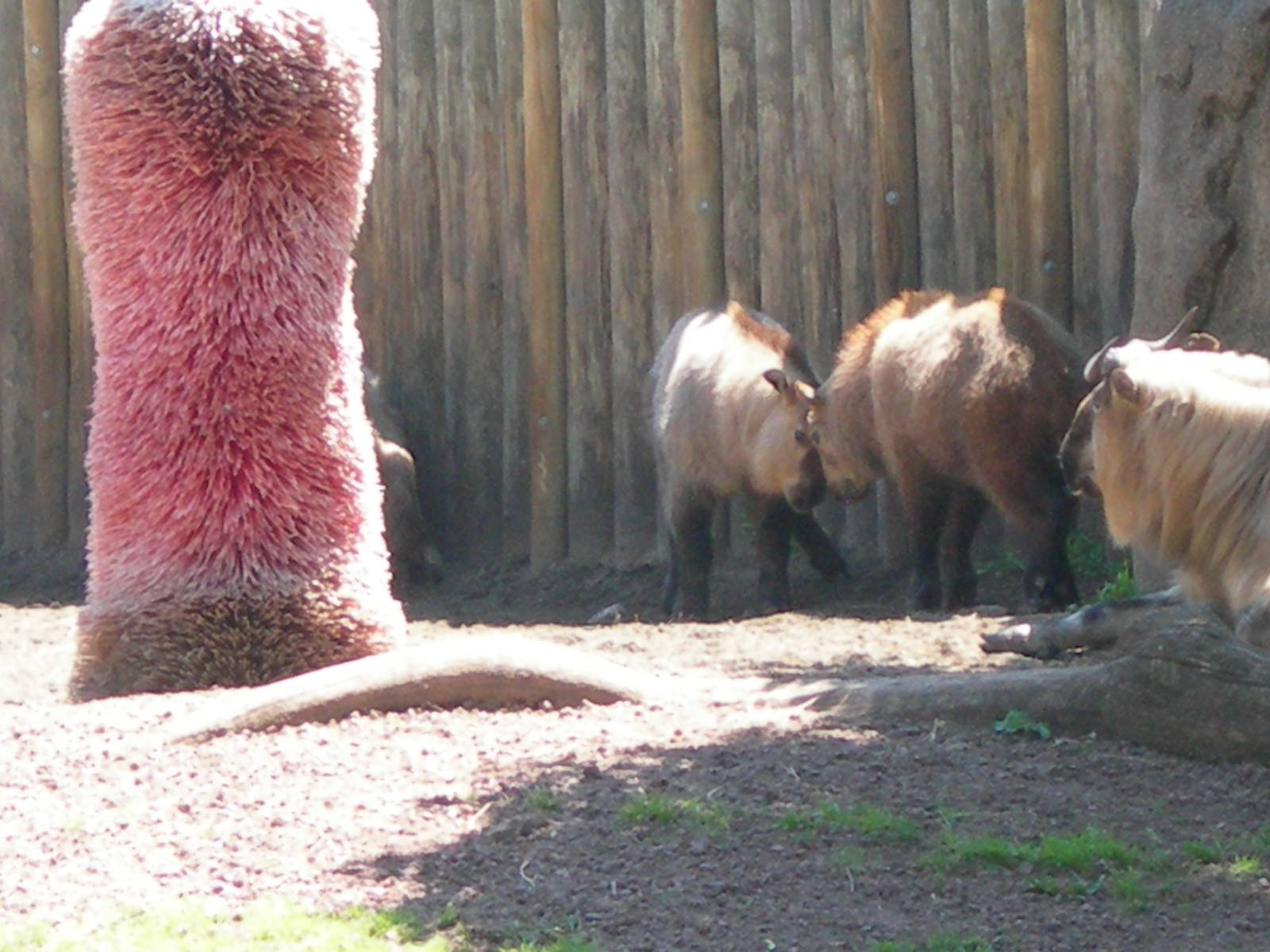 Baby Takins headbutting