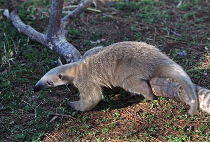 baby tamandua