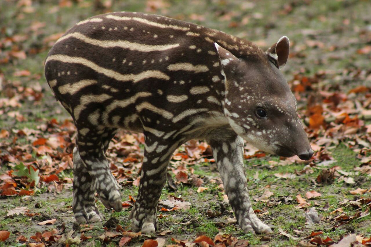 Baby Tapir - 17th October