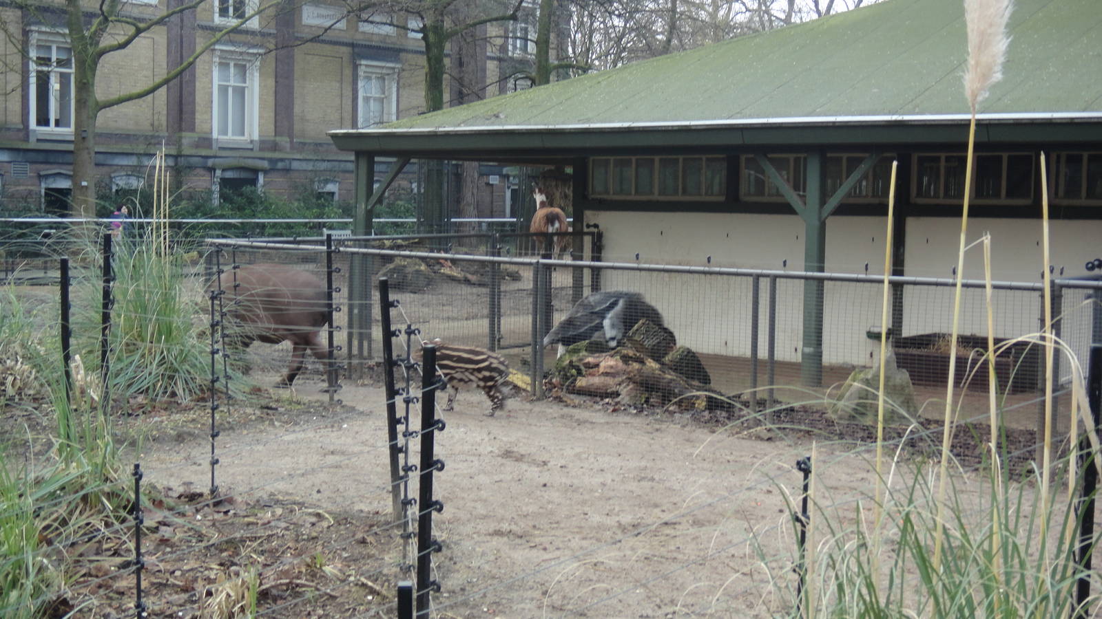 Baby Tapir and Baby Giant Anteater