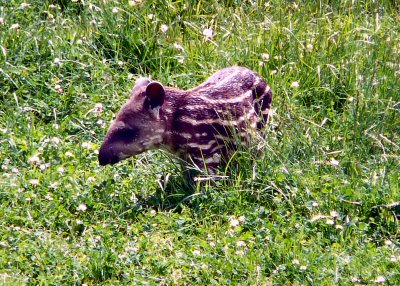 baby tapir Longleat