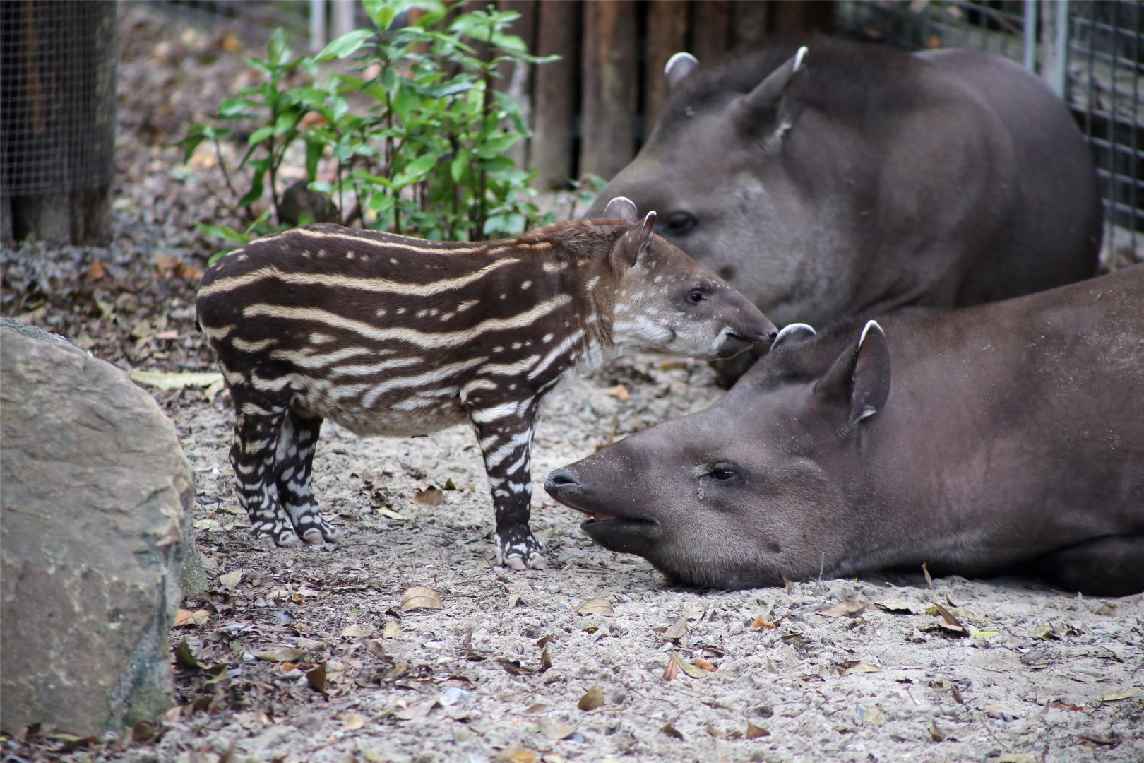 Baby Tapir Messing with Sister