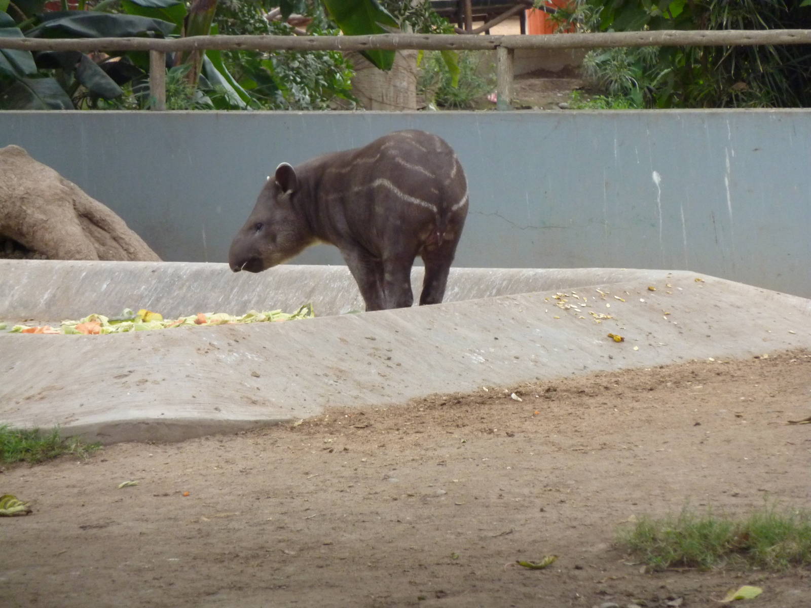 Baby tapir