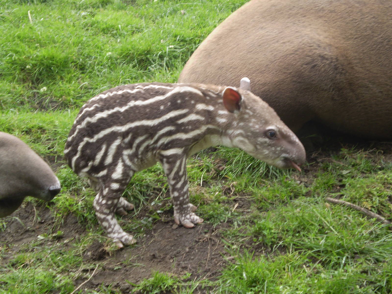 Baby Tapir