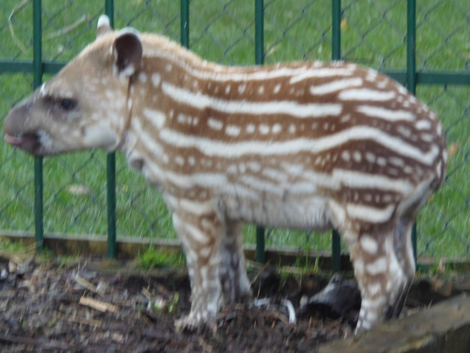 baby tapir